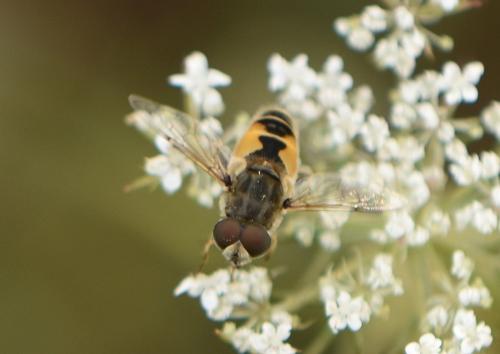 Réf. 334 961 : Eristalis arbustorum